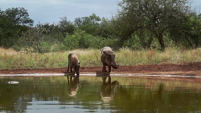 Common warthog with cub drinking  front view in waterhole in greater Kruger National park, South Africa ; Specie Phacochoerus africanus family of Suidae