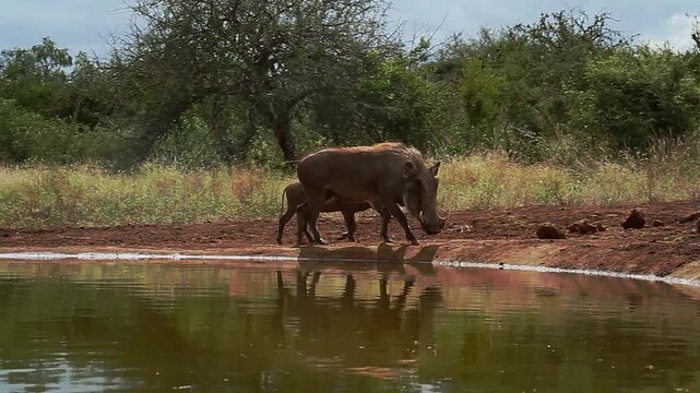 Common warthog with cub walking side view along  waterhole with reflection in greater Kruger National park, South Africa ; Specie Phacochoerus africanus family of Suidae