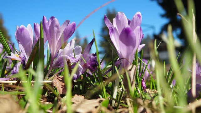 Crocus, genus of seasonal flowering plants in family Iridaceae iris. Saffron crocus sativus. Snow crocus. Naked boys or Naked ladies. Dutch or Common crocus. Forest spring flowers on Zlatibor, Serbia.