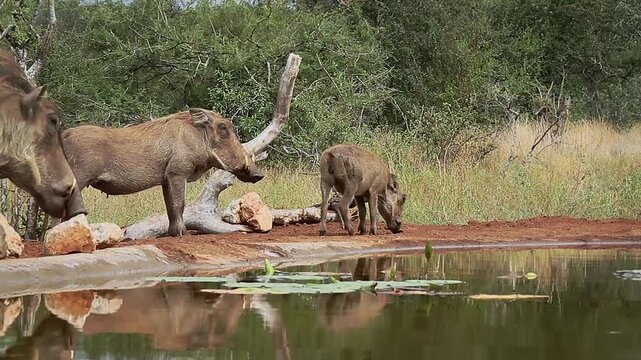 Common warthog with cub drinking  side view in waterhole in greater Kruger National park, South Africa ; Specie Phacochoerus africanus family of Suidae