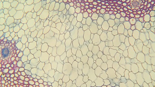 Colorful plant tissue cells viewed through microscope slide