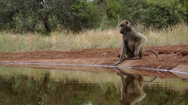 Chacma baboon drinking in waterhole and sit front view with reflection in greater  Kruger National park, South Africa ; Specie Papio ursinus family of Cercopithecidae