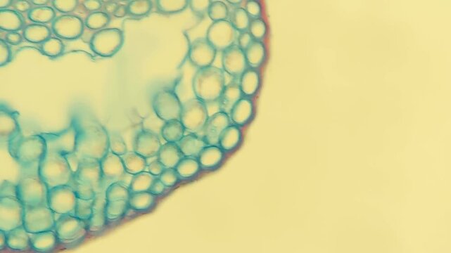 Colorful plant tissue cells viewed through microscope slide