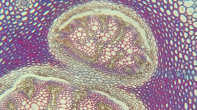 Colorful plant tissue cells viewed through microscope slide