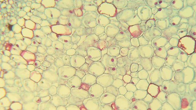 Colorful plant tissue cells viewed through microscope slide