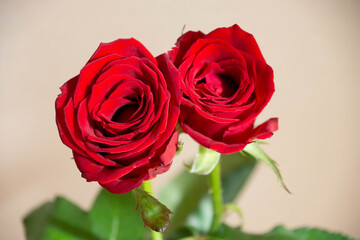 Fototapeta premium 赤い薔薇