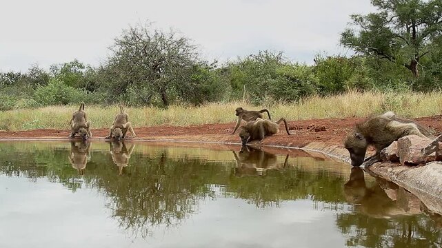 Small group of Chacma baboon drinking in waterhole with reflection in greater  Kruger National park, South Africa ; Specie Papio ursinus family of Cercopithecidae