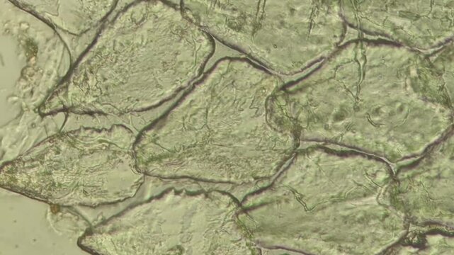 Fish scale texture and pattern under microscope magnification