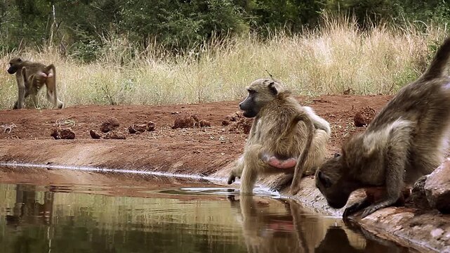 Chacma baboon swimming in waterhole and running away  in greater  Kruger National park, South Africa ; Specie Papio ursinus family of Cercopithecidae