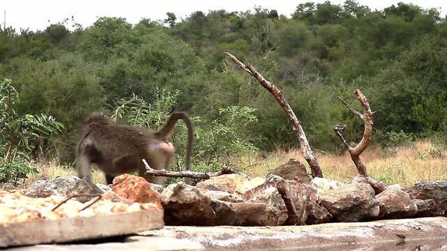 Chacma baboon running along waterhole side view in greater  Kruger National park, South Africa ; Specie Papio ursinus family of Cercopithecidae