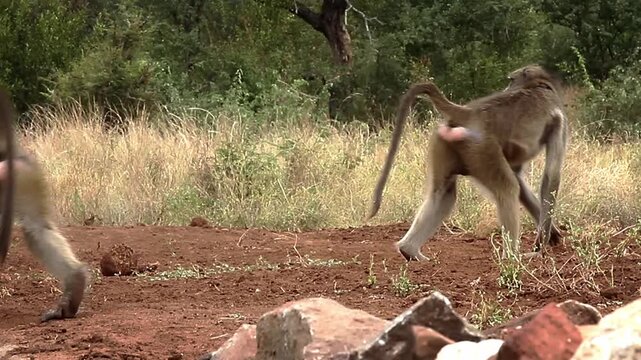 Chacma baboon running along waterhole side view in greater  Kruger National park, South Africa ; Specie Papio ursinus family of Cercopithecidae