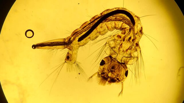 Mosquito larva microscopy specimen detailed morphology yellow background