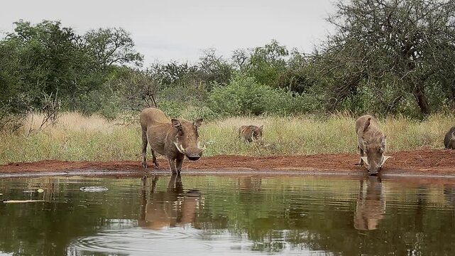 Common warthog drinking and chacma baboons running in background in greater Kruger National park, South Africa ; Specie Phacochoerus africanus family of Suidae