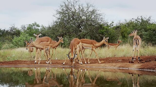 Group of Common Impala walking to waterhole and drinking front view with reflectioin in Greater Kruger National park, South Africa ; Specie Aepyceros melampus family of Bovidae