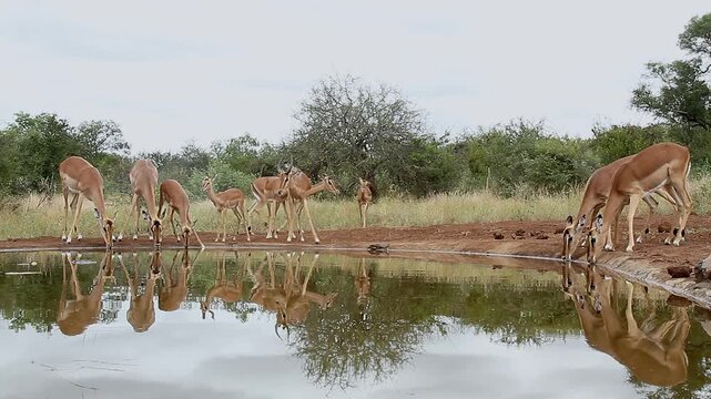 Group of Common Impala walking to waterhole and drinking front view with reflectioin in Greater Kruger National park, South Africa ; Specie Aepyceros melampus family of Bovidae