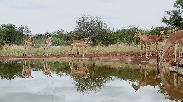 Group of Common Impala walking to waterhole and drinking front view with reflectioin in Greater Kruger National park, South Africa ; Specie Aepyceros melampus family of Bovidae