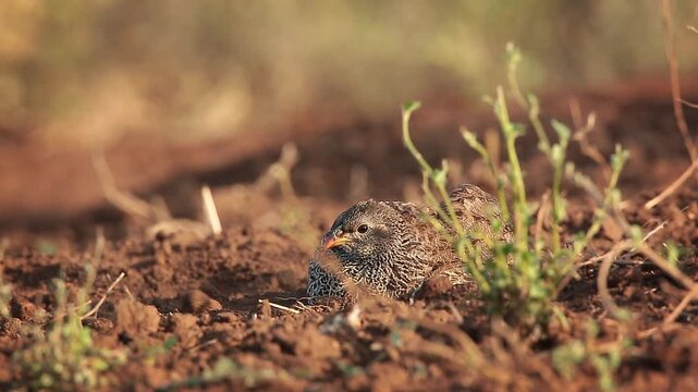 Natal francolin grooming and dusting at dawn in Greater Kruger National park, South Africa ; Specie Pternistis natalensis family of Phasianidae