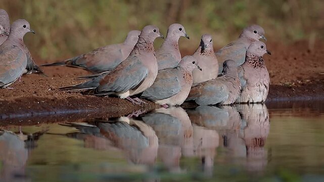 Flock of Laughing Dove bathing and splashing in waterhole at dawn in Greater Kruger National park, South Africa ; Specie Streptopelia senegalensis family of Columbidae