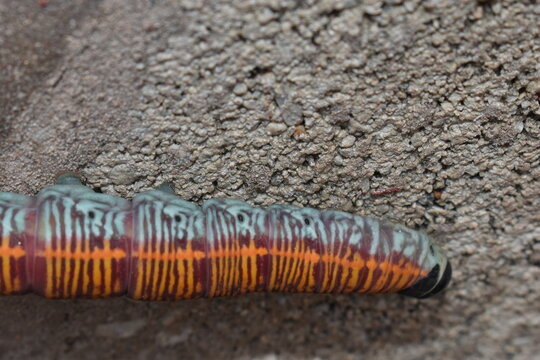 A large caterpillar of the Fig Sphinx Moth (Pachylia ficus) on a wall in Bejucal, Trinidad and Tobago.