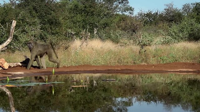 Chacma baboon running and walking along waterhole  with reflection in greater  Kruger National park, South Africa ; Specie Papio ursinus family of Cercopithecidae