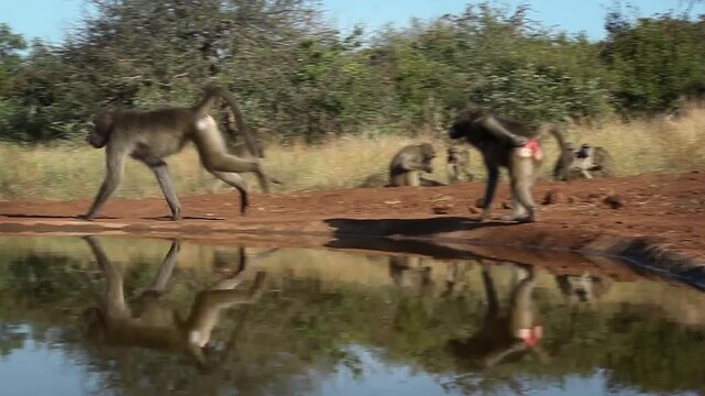 Chacma baboon troop activity along waterhole, drinking, walking, running in greater  Kruger National park, South Africa ; Specie Papio ursinus family of Cercopithecidae