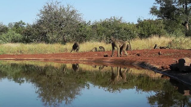 Chacma baboon troop activity along waterhole, drinking, walking, running in greater  Kruger National park, South Africa ; Specie Papio ursinus family of Cercopithecidae