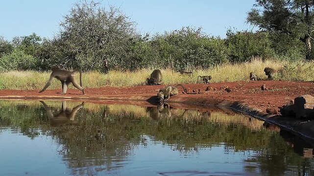Chacma baboon troop activity along waterhole, drinking, walking, running in greater  Kruger National park, South Africa ; Specie Papio ursinus family of Cercopithecidae