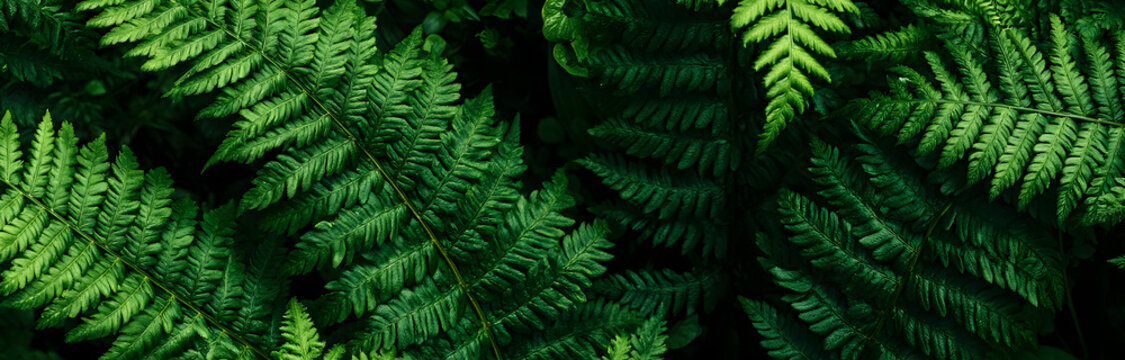 Nature's texture with green fern leaves, tropical leaf background