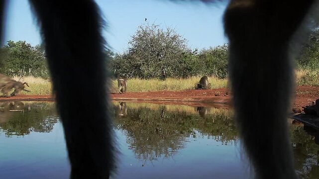Chacma baboon troop activity along waterhole, drinking, walking, running in greater  Kruger National park, South Africa ; Specie Papio ursinus family of Cercopithecidae
