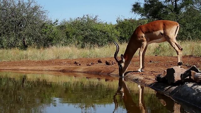 Common Impala horned male drinking in waterhole and walkiing side view with reflection in Greater Kruger National park, South Africa ; Specie Aepyceros melampus family of Bovidae