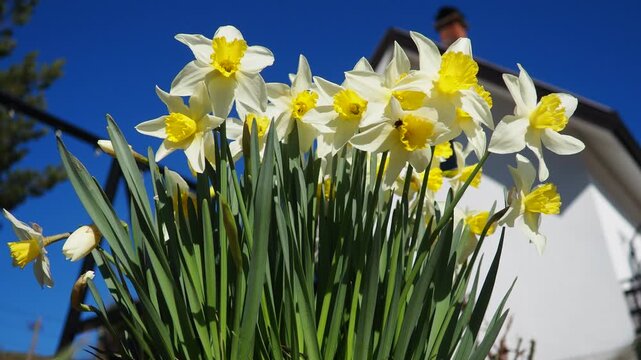 Narcissus, spring flowering perennial plants amaryllis family, Amaryllidaceae. Common daffodil, narcissus plural narcissi, and jonquil. Blooming daffodils, yellow and white flowers. Summer in village.