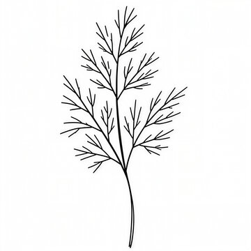 Dill Herb