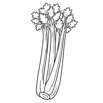 Celery Vegetable