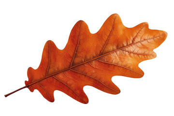 Fototapeta premium Large dry orange oak leaf with detailed veins