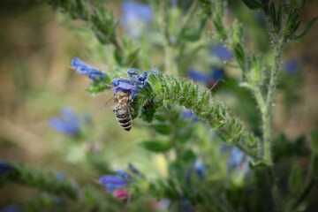 Detailed macro photograph of a bee feeding on nectar from a vibrant blue Viper's Bugloss (Echium vulgare) flower in a sunny field during summer. © gehapromo