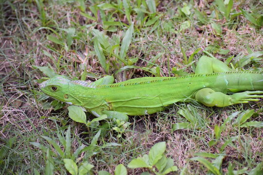A vibrant green iguana (Iguana iguana), in a grassy area in Bejucal, Trinidad and Tobago.