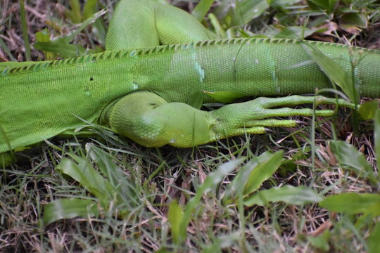 A vibrant green iguana (Iguana iguana), in a grassy area in Bejucal, Trinidad and Tobago.