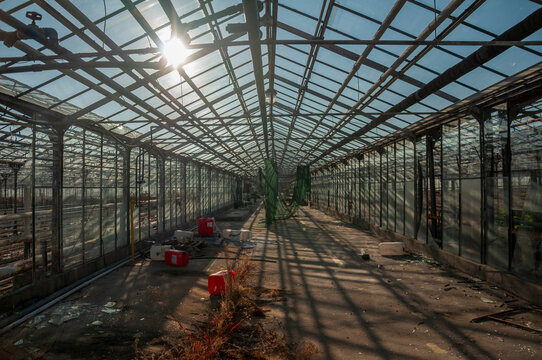 Abandoned old industrial glass greenhouse with dry dead plants and withered crops