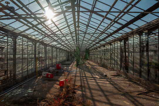 Abandoned old industrial glass greenhouse with dry dead plants and withered crops