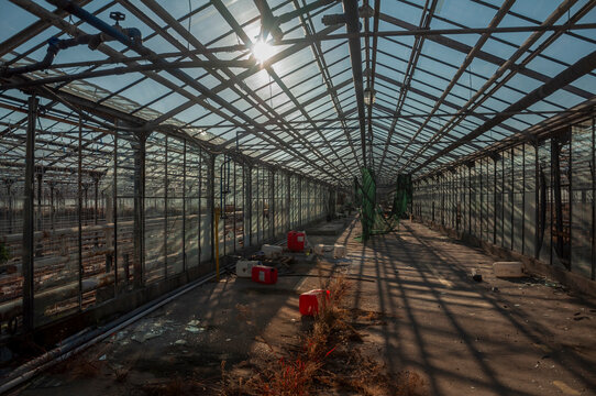 Abandoned old industrial glass greenhouse with dry dead plants and withered crops