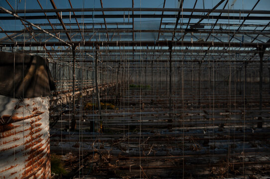 Abandoned old industrial glass greenhouse with dry dead plants and withered crops