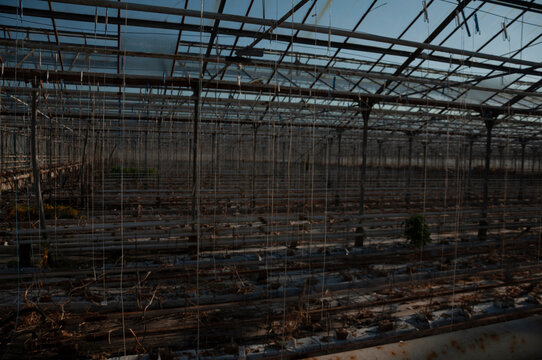 Abandoned old industrial glass greenhouse with dry dead plants and withered crops