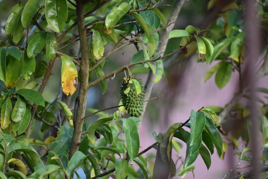 A young, prickly green soursop fruit (Annona muricata), on a soursop tree in Bejucal, Trinidad and Tobago.