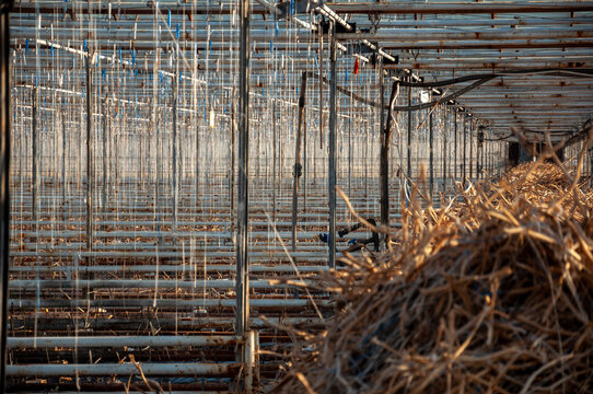 Abandoned old industrial glass greenhouse with dry dead plants and withered crops