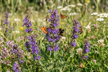 Obraz premium Close up view of butterflies and bumblebees on purple wildflowers in sunlight