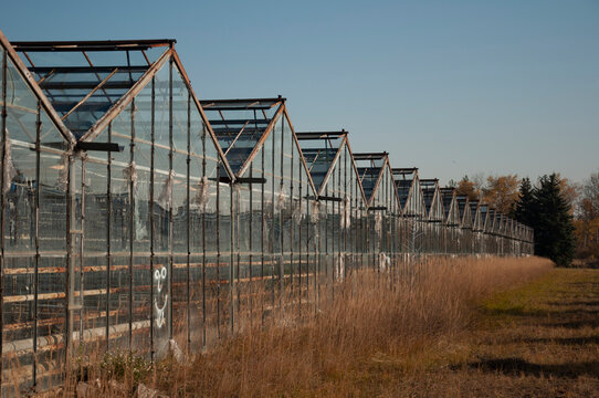 Abandoned old industrial glass greenhouse with dry dead plants and withered crops