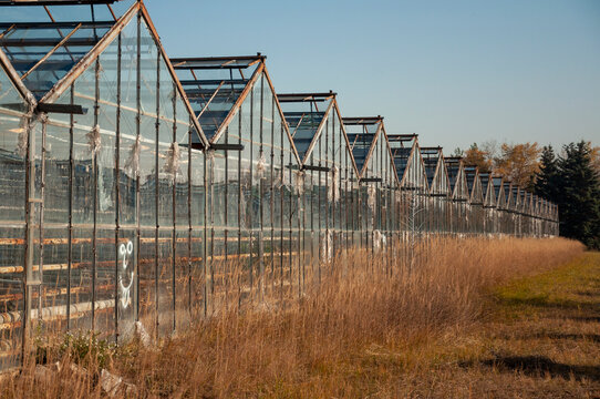 Abandoned old industrial glass greenhouse with dry dead plants and withered crops