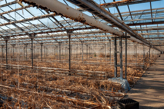 Abandoned old industrial glass greenhouse with dry dead plants and withered crops