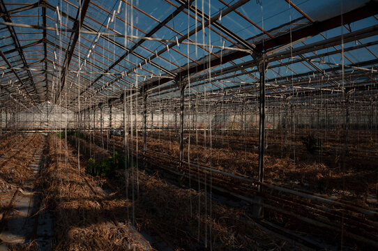 Abandoned old industrial glass greenhouse with dry dead plants and withered crops