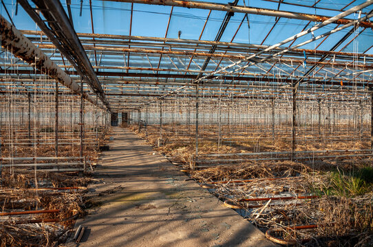 Abandoned old industrial glass greenhouse with dry dead plants and withered crops